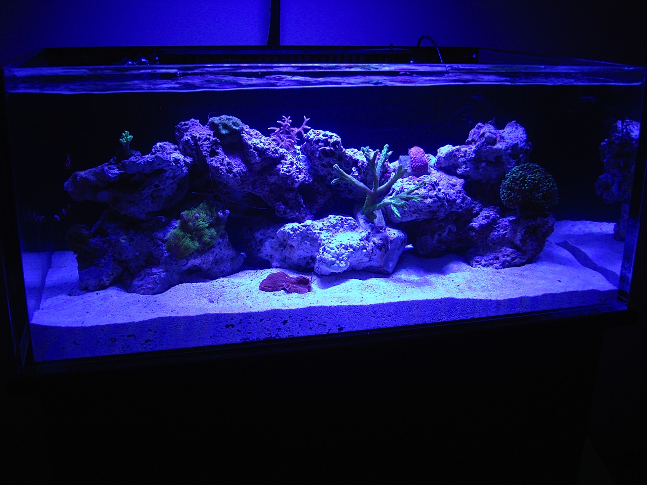Moved from the nano to the new tank last weekend. Moonlights on at 80%